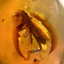 Unknown Fly in Burmese /