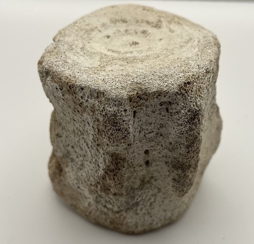 Dolphin vertebrae fossil - dolphin,