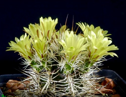 Cactus fresh seeds - 10,
