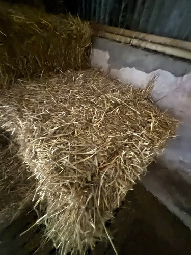 Small bales barley straw - bales,