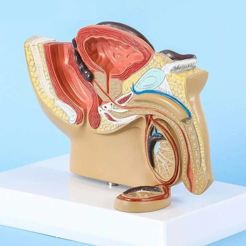 Male pelvis anatomy model - male,
