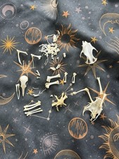 Barbary Dove Skeleton Skull