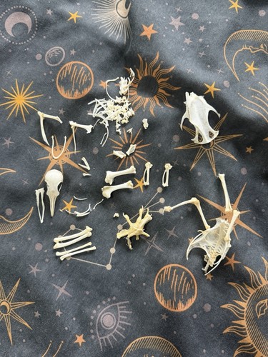 Barbary dove skeleton skull - dove,