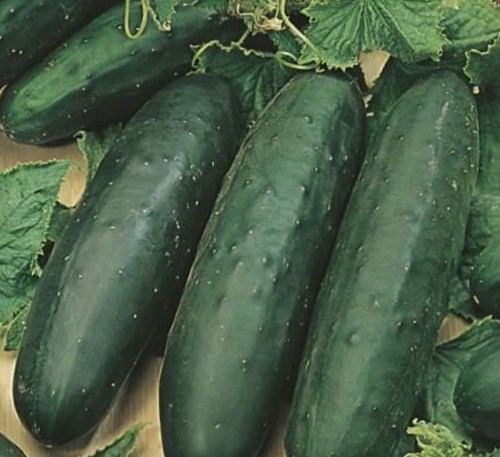 Cucumber marketmore plug - marketmore, x