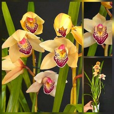 Cymbidium Hybrid. Compact