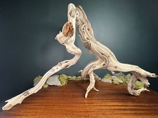 XL 27” Manzanita Driftwood