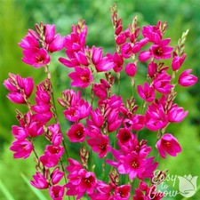 Ixia Mabel 20 Flower Bulbs -