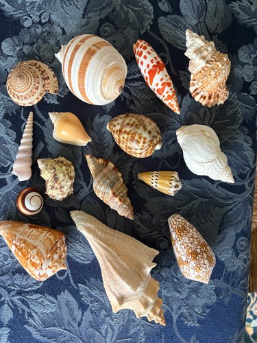 Selection attractive sea - selection,