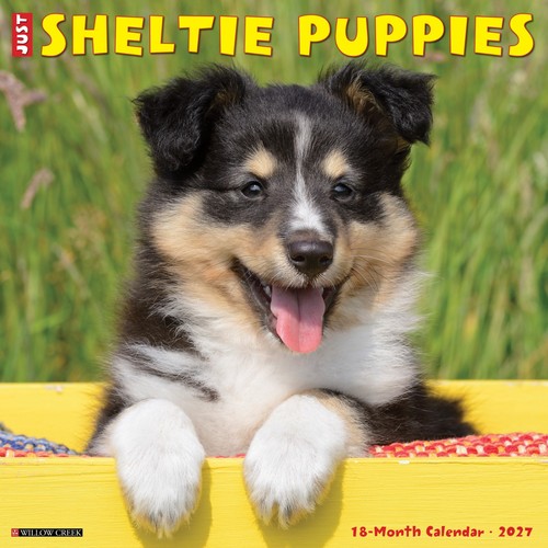 Sheltie puppies 2027 - puppies,
