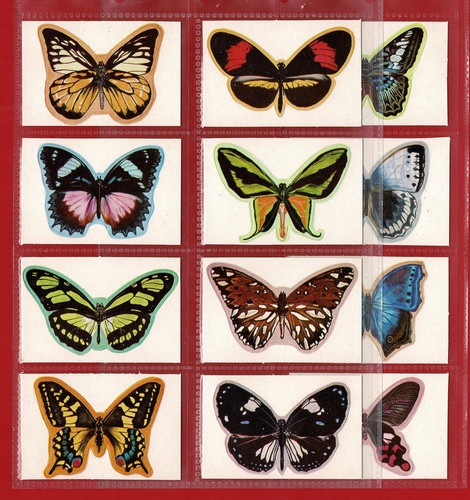 Beautiful butterflies - butterflies,