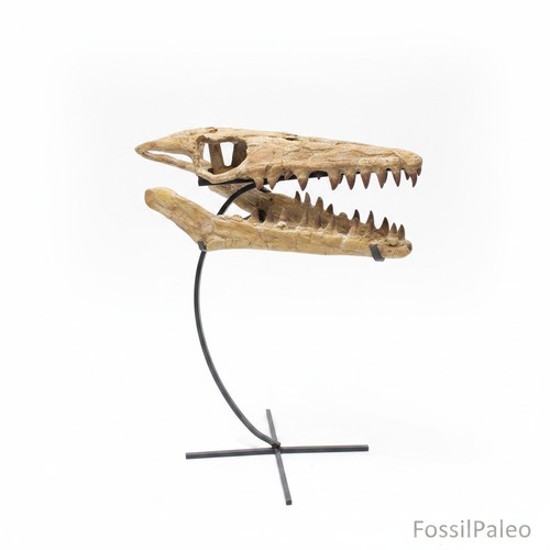 Mosasaur skull fossil 34cm - fossil,