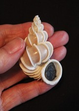 The legendary and giant 'Precious Wentletrap' seashell (ES 1)