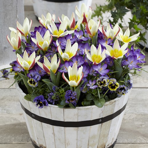 First spring tulip - and, crocus