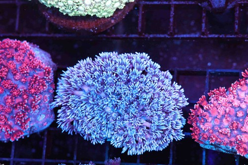 Blue and pink - blue, goniopora