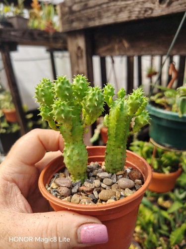 Euphorbia globosa hybrid plant