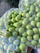 50 cal paintballs, 500 - for