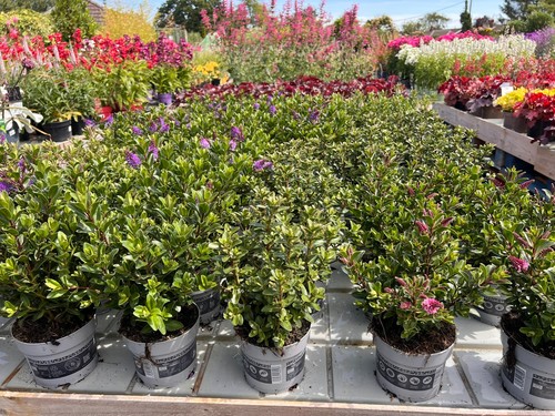 Hebe mixed blooms 12cm - hebe,