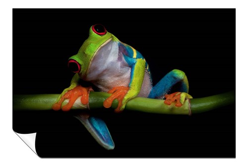 Colorful red eyed frog - colorful,