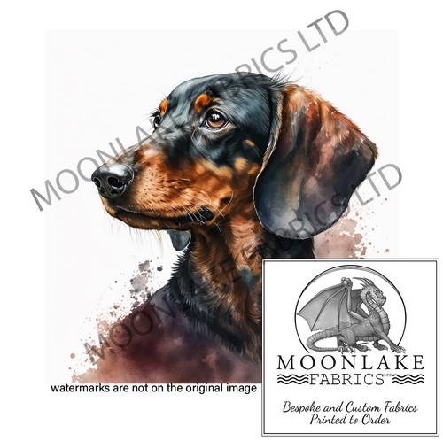 Dachshund portrait left look - portrait,