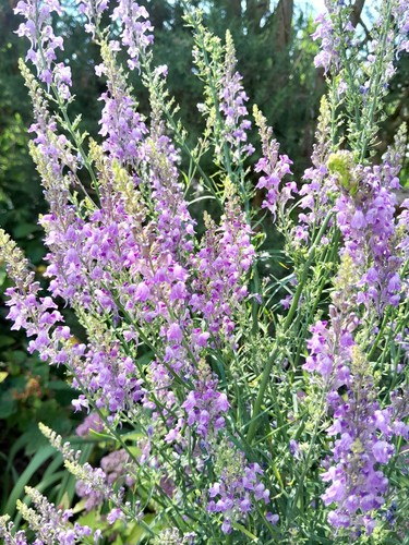 Potted purple toadflax - 1,