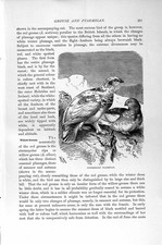 Old Antique Print Natural History 1895 Spitzbergen Ptarmigan Birds Grouse 19th