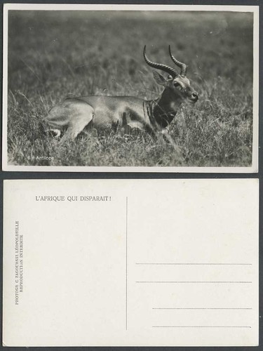 Beautiful antilope african - beautiful,