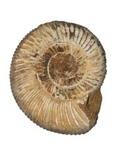 Perisphinctes Ammonite Fossil