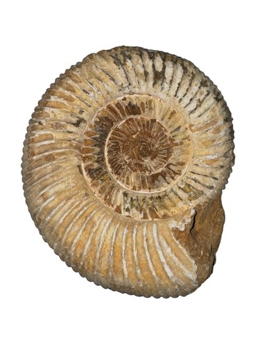Perisphinctes ammonite fossil - perisphinctes,