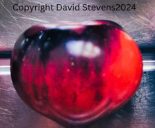 15 Tomato Ozark Sunset Seeds Sale 2025 Germination Photo + Get a Free Gift