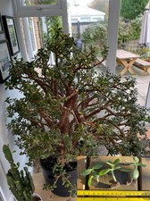 Giant Jade plant (Money Plant)