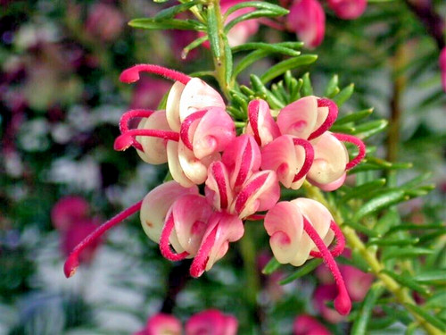Grevillea mount tamboritha - mount,