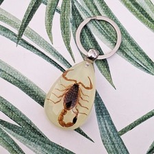 Real Scorpion Glow in the Dark