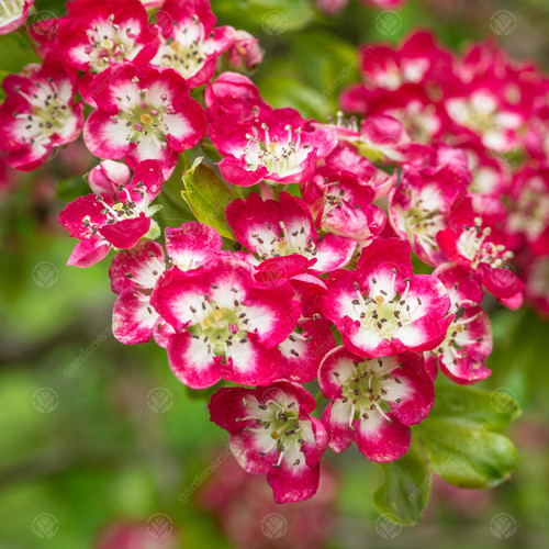 Crataegus laevigata crimson - crataegus,