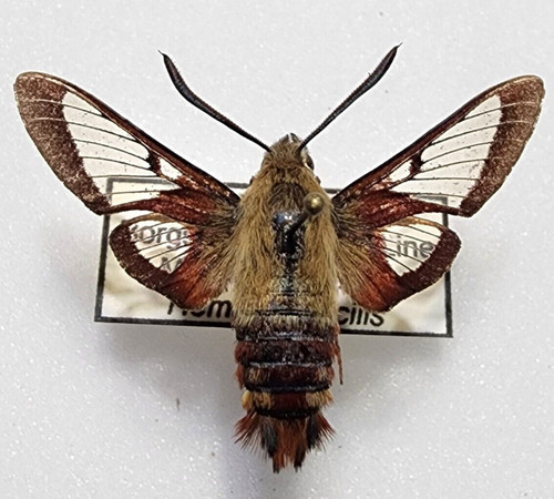 Top rarity sphingidae - top, hemaris
