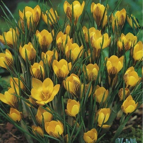 Pack crocus bulbs - 20,