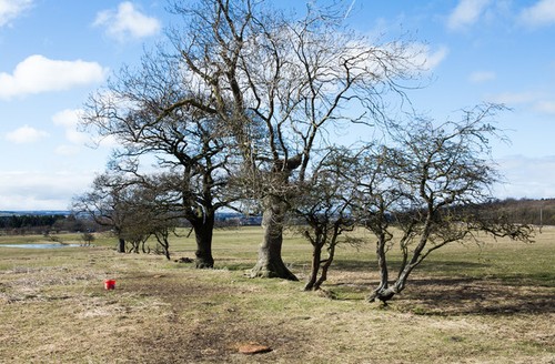 Photo 6x4 line deciduous - of,