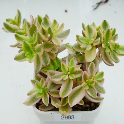 Crassula volkensii variegated - crassula,