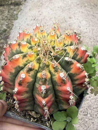 Gymnocalycium anisitii