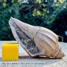 Volutospina luctator fossil gastropod - eocene barton beds, uk | genuine + coa