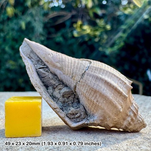 Volutospina luctator fossil