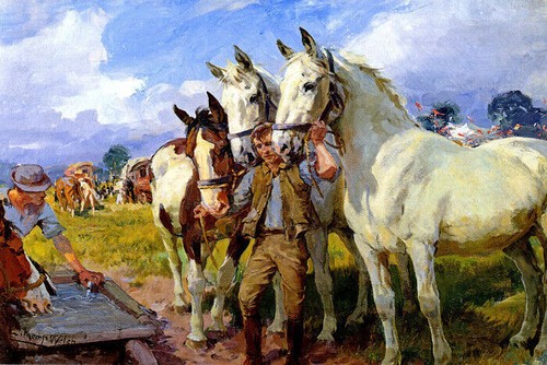 Watering horses working - horses,