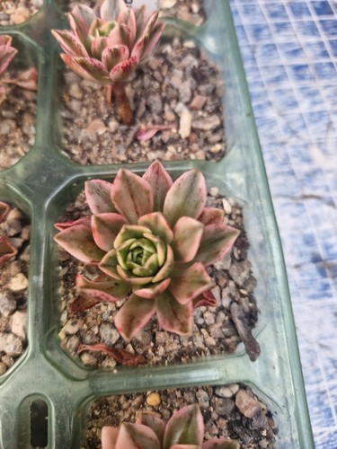Aeonium green tea - 'green, marnier