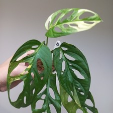 Monstera Adansonii Albo