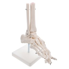 Foot joint model - foot,