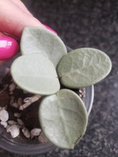 Hoya Mathilde Grey Fairy