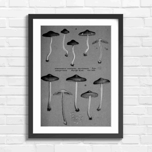 Vintage botanical mushroom - botanical,