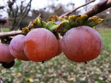 DIOSPYROS LOTUS, Date Plum Tree, hardy plant, sweet, EDIBLE FRUIT, 15cm tall