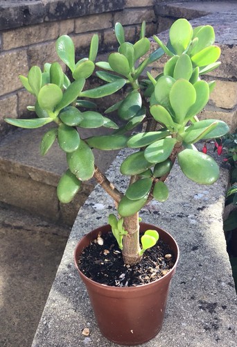 Very large jade plant - jade,