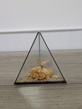 Vintage butterfly display - vintage,