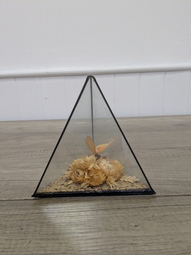 Vintage butterfly display - butterfly,
